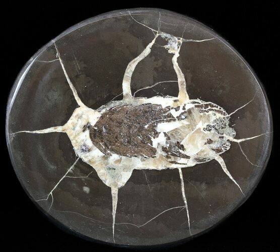 Polished Fish Coprolite (Fossil Poo) - Scotland #44691